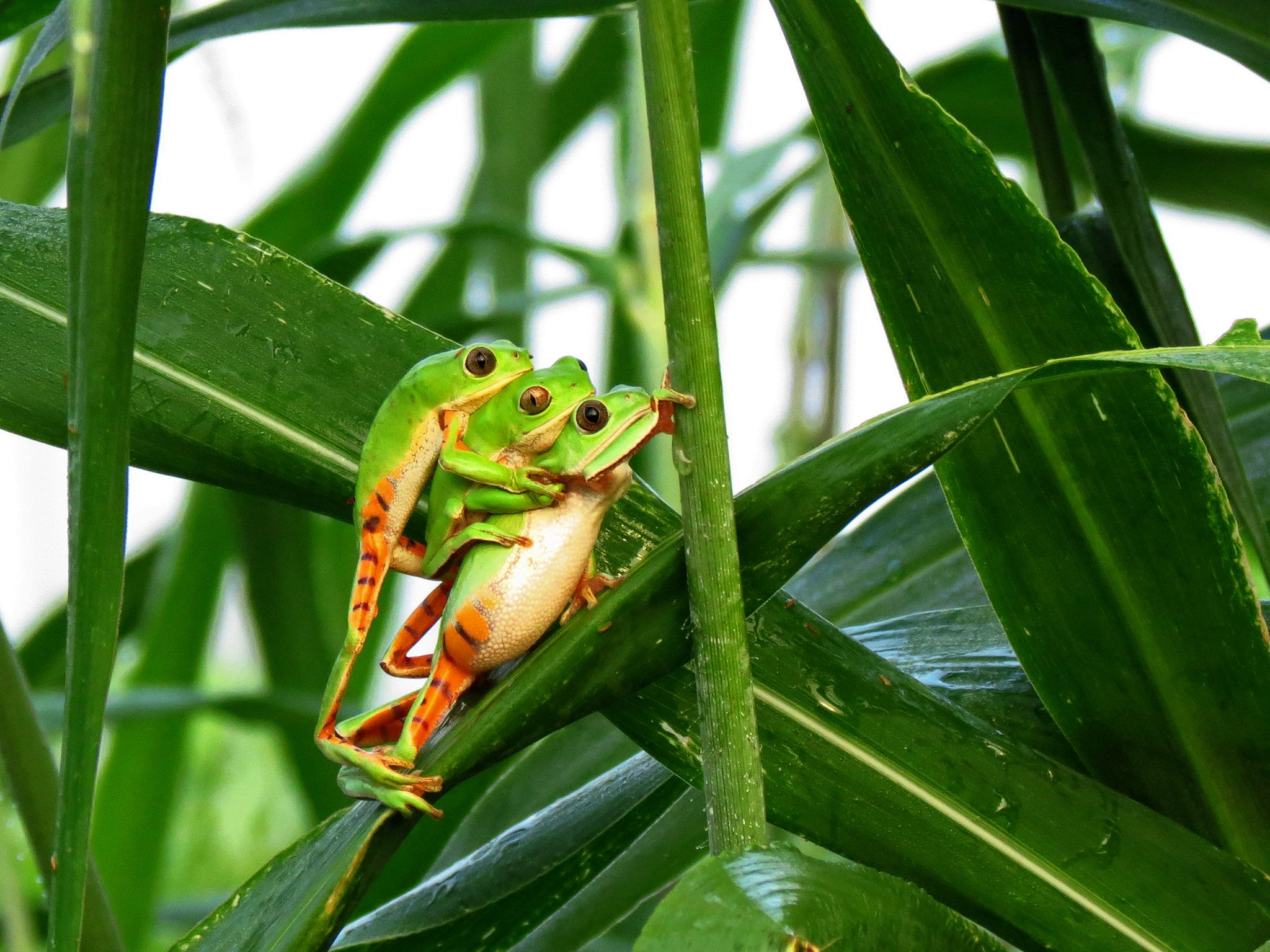 Pithecopus gonzagai 09